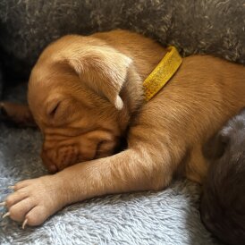 Hungarian Vizsla - Both