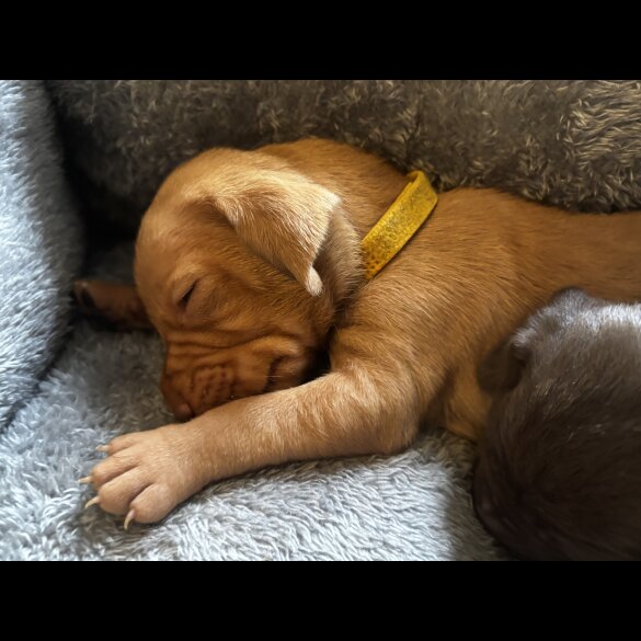 Hungarian Vizsla - Both