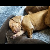 Hungarian Vizsla - Both