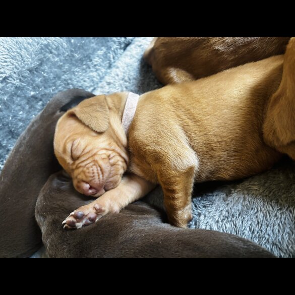 Hungarian Vizsla - Both