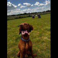 Hungarian Vizsla - Both