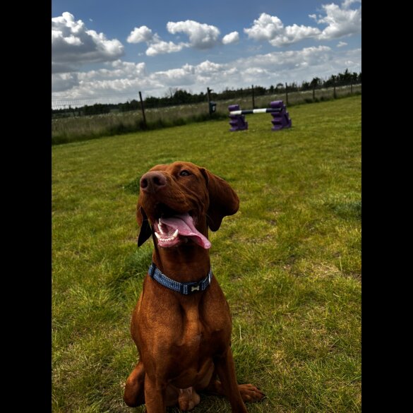 Hungarian Vizsla - Both