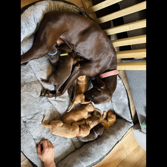Hungarian Vizsla - Both