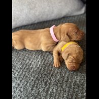 Hungarian Vizsla - Both