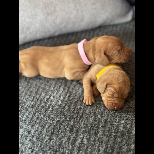 Hungarian Vizsla - Both
