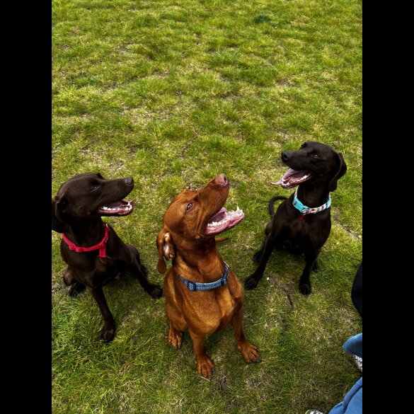 Hungarian Vizsla - Both