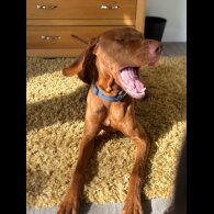Hungarian Vizsla - Both