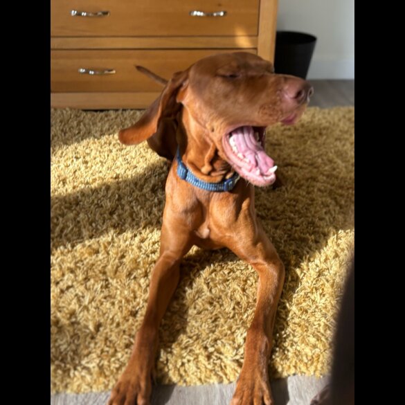 Hungarian Vizsla - Both