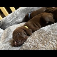 Hungarian Vizsla - Both