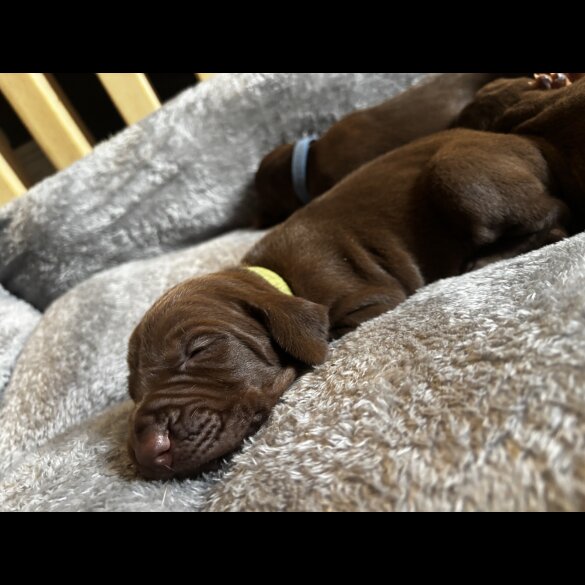 Hungarian Vizsla - Both