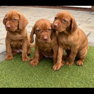 Hungarian Vizsla - Both