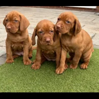 Hungarian Vizsla - Both