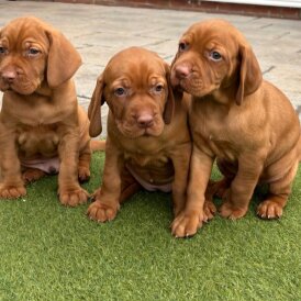 Hungarian Vizsla - Both