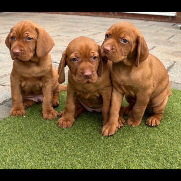 Hungarian Vizsla - Both