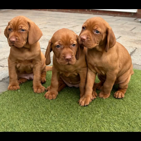 Hungarian Vizsla - Both