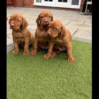 Hungarian Vizsla - Both