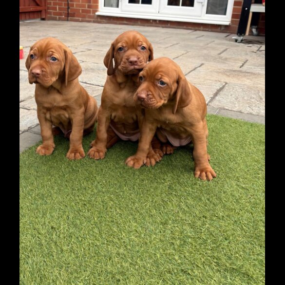 Hungarian Vizsla - Both