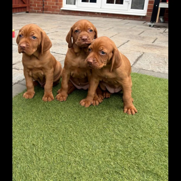 Hungarian Vizsla - Both