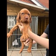 Hungarian Vizsla - Both