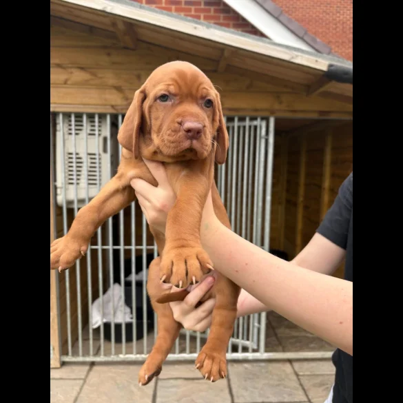 Hungarian Vizsla - Both