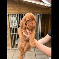 Hungarian Vizsla - Both