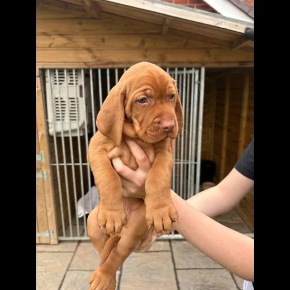 Hungarian Vizsla - Both