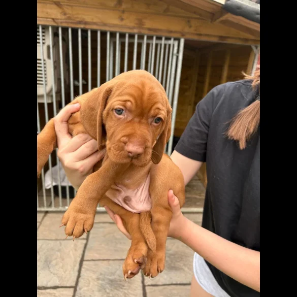 Hungarian Vizsla - Both