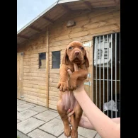 Hungarian Vizsla - Both