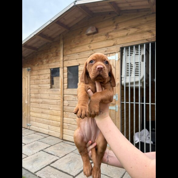 Hungarian Vizsla - Both