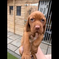 Hungarian Vizsla - Both