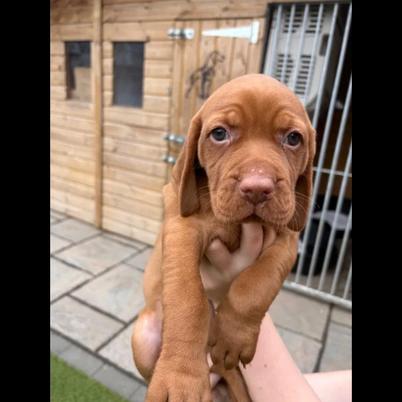Hungarian Vizsla - Both