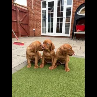 Hungarian Vizsla - Both