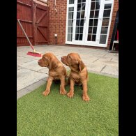 Hungarian Vizsla - Both