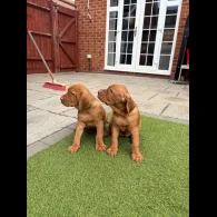Hungarian Vizsla - Both