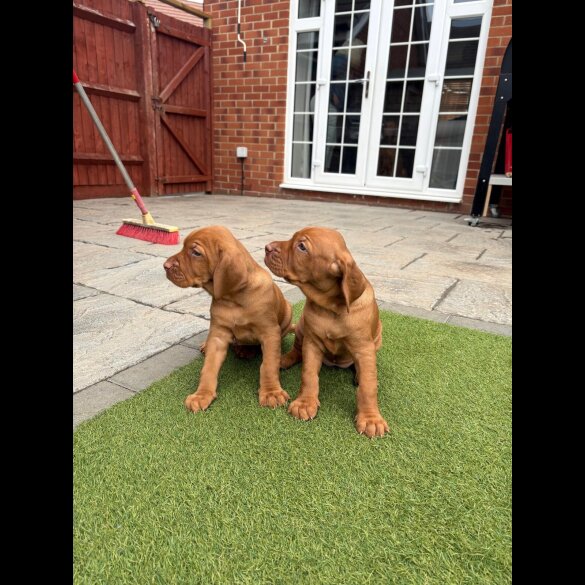 Hungarian Vizsla - Both