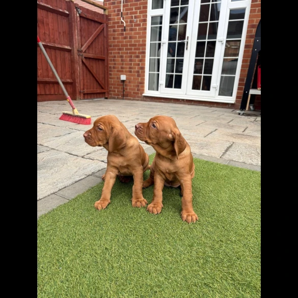 Hungarian Vizsla - Both