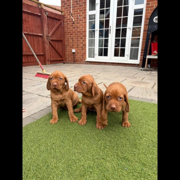Hungarian Vizsla - Both