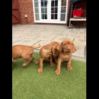 Hungarian Vizsla - Both