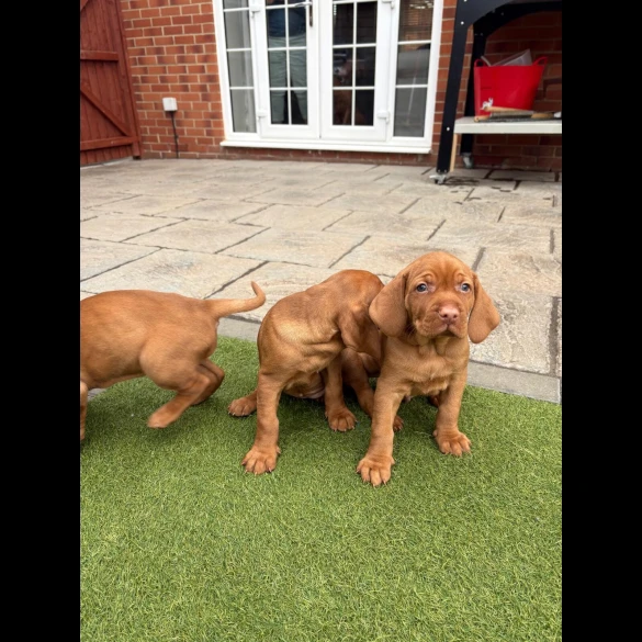 Hungarian Vizsla - Both