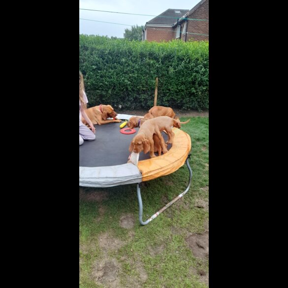 Hungarian Vizsla - Both