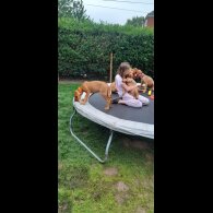 Hungarian Vizsla - Both