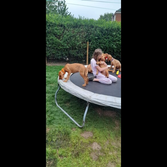 Hungarian Vizsla - Both