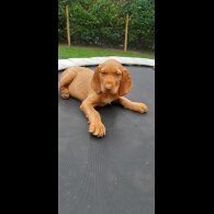 Hungarian Vizsla - Both