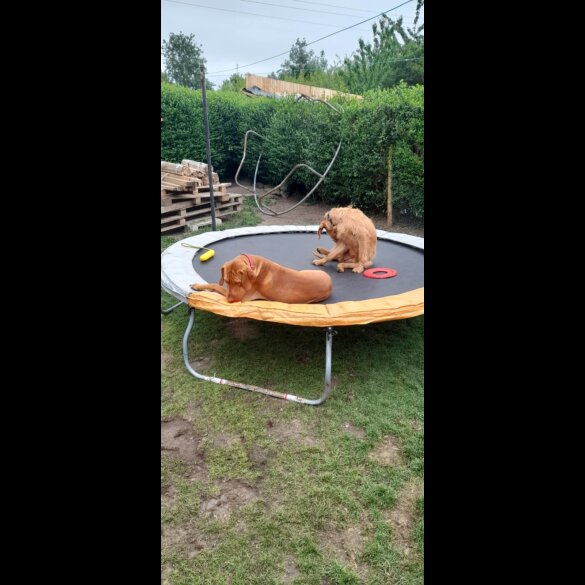 Hungarian Vizsla - Both