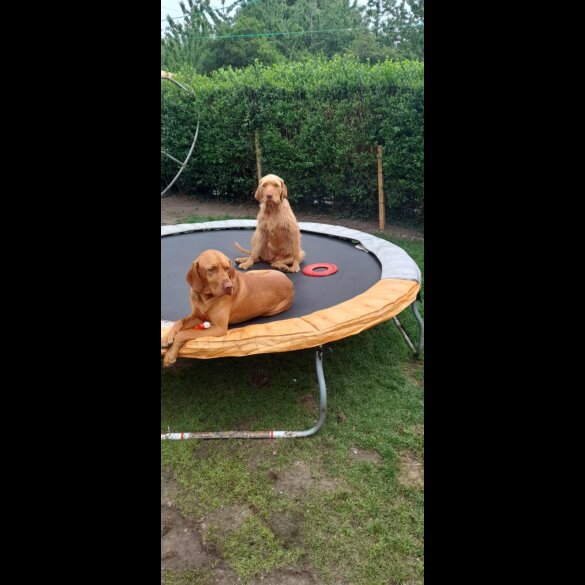 Hungarian Vizsla - Both