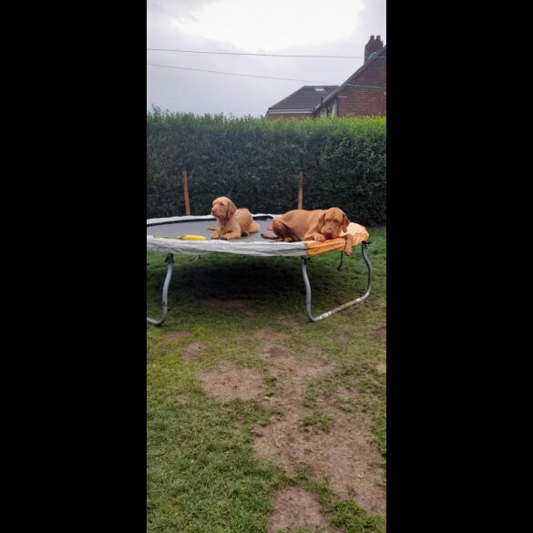 Hungarian Vizsla - Both