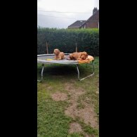 Hungarian Vizsla - Both