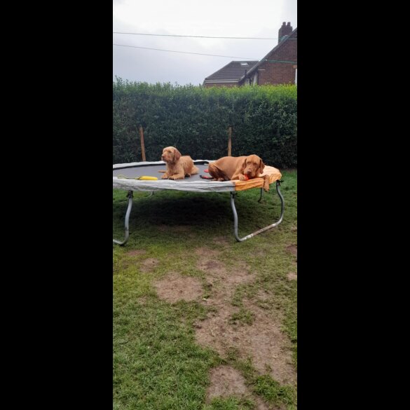 Hungarian Vizsla - Both