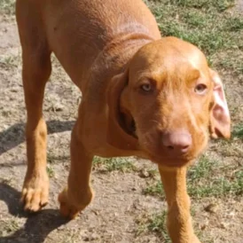 Hungarian Vizsla - Both