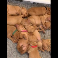 Hungarian Vizsla - Both